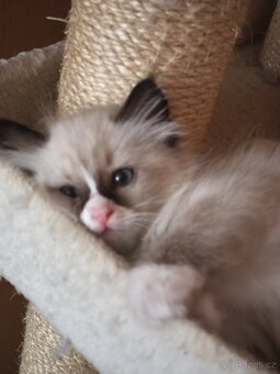 Ragdoll bez PP - 9