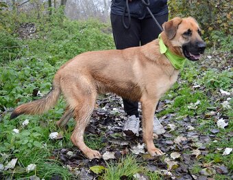 DONALD K ADOPCI - 2,5 ROKU, AKTIVNÝ,PŘÁTELSKÝ,VHODNÝ K RD - 9