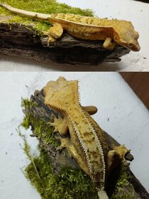 3.8.2 Correlophus ciliatus - Pagekon řasnatý - 9