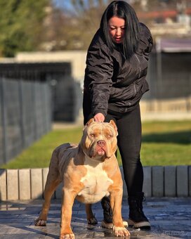 American bully xl, pitbull xxl merle tricolor k odberu - 9