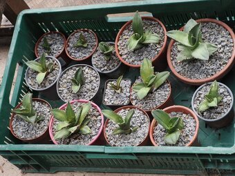 Agave - 9