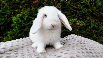 Zakrslý beránek, králíček, králík - TYMIÁN A HOLLY - 9