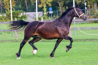 Hřebeček Welsh cob - 9