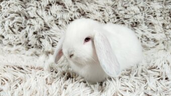 Zakrslý beránek, králíček, králík - MOLLY - 9