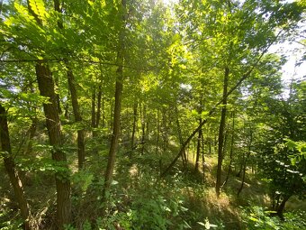 Lesní pozemek Kožichovice - 9