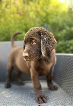 štěňata labrador a – připravena k odběru - 9