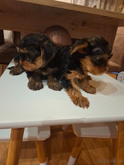 Jorkšírský teriér bez pp - 9