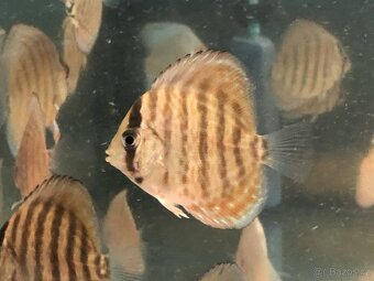 Discus,Diskus,Terčovec - 9