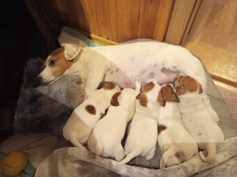 Jack Russell teriér štěňata - 9