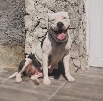 Americký stafordšírský teriér - 9