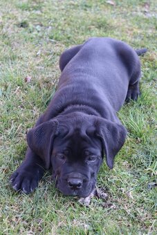 Prodám štěňátka Cane Corso s PP - 9