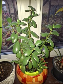 Pokojové květiny - 9