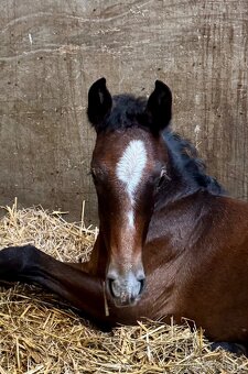 Lusitano hřebec PSL 2025 TOP drezurní linie - 9
