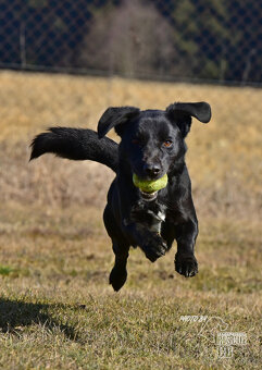 Darujeme křížence Dastyho - 9