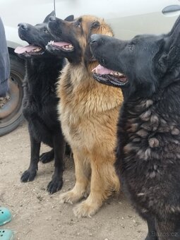 Leonberger X NO - 9