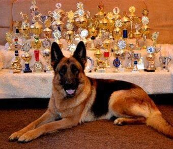 Německý ovčák s PP stěně - 9