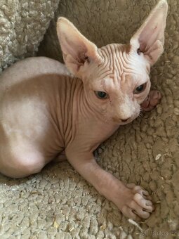 Sphynx - 9