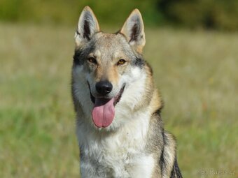 Československý vlčák - 9