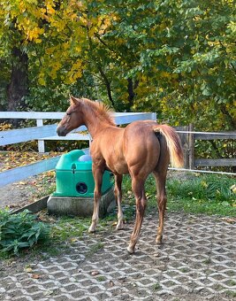 AQH letošní hřebeček se skvělou povahu a původem - 9