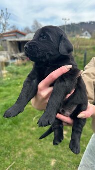 Flat coated retriever - 9