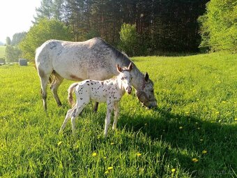 Připouštění homozygot. hřebci APH a Appaloosa - 9