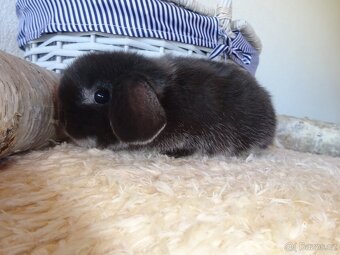 Minilop - sameček - 9