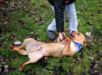 CHULIO K ADOPCI - 1 ROK, UMAZLENÝ, HODNÝ, VHODNÝ K DĚTEM - 9