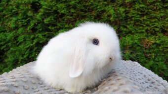 Zakrslý beránek, králíček, králík - ŠMUDLINKA - 9