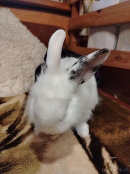 Zakrslý kralík,  králíček - 9