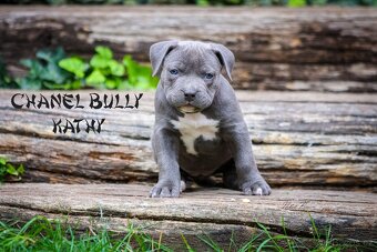 American bully XL/XXL - 9