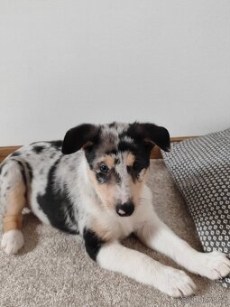 krátkosrstá kólie - 9