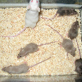 Prodám barevné Myšky - Mus musculus - 9