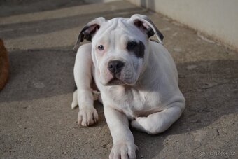 American bully - 9