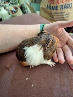 Mláďata morčat samci - 9