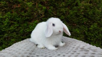 Zakrslý beránek, králíček, králík - TYMIÁN A HOLLY - 9