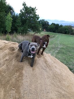 Krytí Americký stafordširský teriér - 9