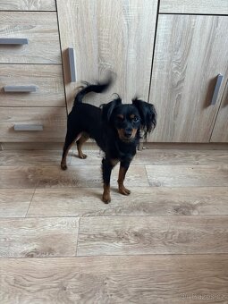 pražský krysařík-nabízím krytí - 9