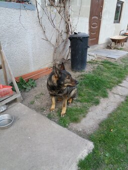 Německý ovčák - 9
