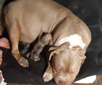 🐾 Štěňátka American Bully XL ( matka) bez PP – k odběru 🐾 - 9