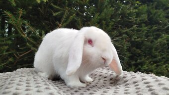 Zakrslý beránek, králíček, králík - WILLIAM - 9