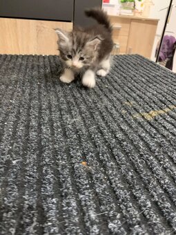 Koťátka Mainské Mývalí - 9