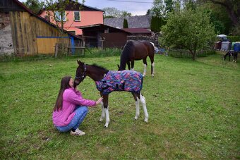 Nabízím klisnu Barock Pinto - 9