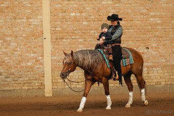 Pripúšťanie QH Palomino -reining - 9
