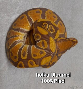 Krajta královská - 9