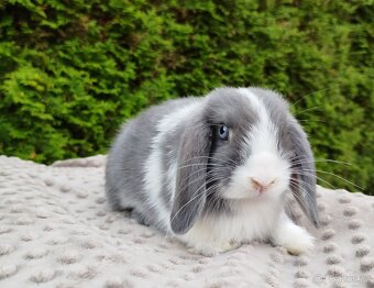 Zakrslý beránek, králíček, králík - HENRY - 9