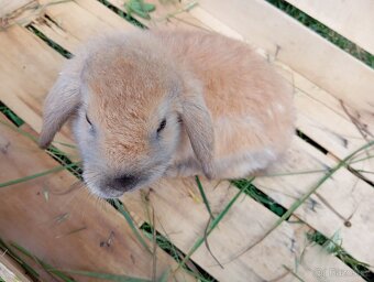 Králíčci beránci - 9