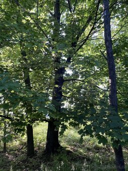 Prodám lesní pozemek v k.ú. Oplot - 9