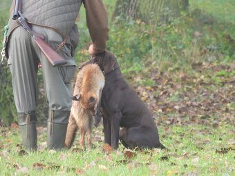 Německý krátkosrstý ohař - 9