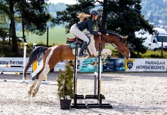 Tříletý valach CS po Heartvit ZH - 9