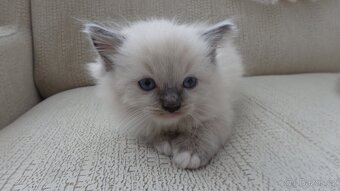 ragdoll,radgoll,koťata - 9